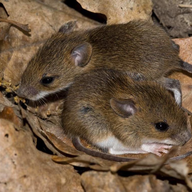 Уничтожения мышей в частном доме в Нефтеюганске?