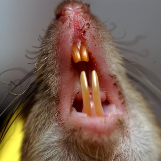 Дератизация крыс в Нефтеюганске?